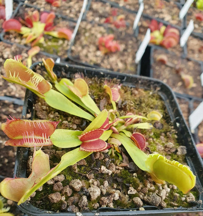 Plante carnivore Dionaea muscipula "Fondue" pièges fondus