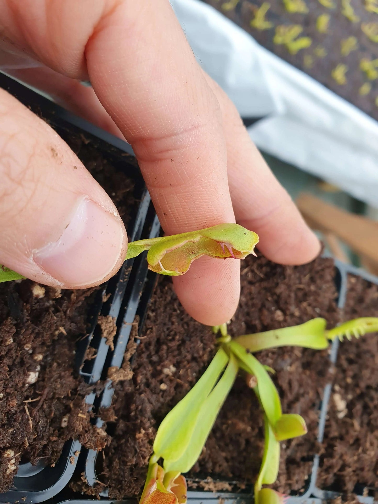 Plante carnivore Dionaea muscipula "Fondue" dans son pot