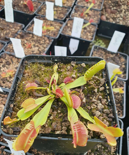 Plante carnivore Dionaea muscipula "Fondue" gros plan sur les pièges