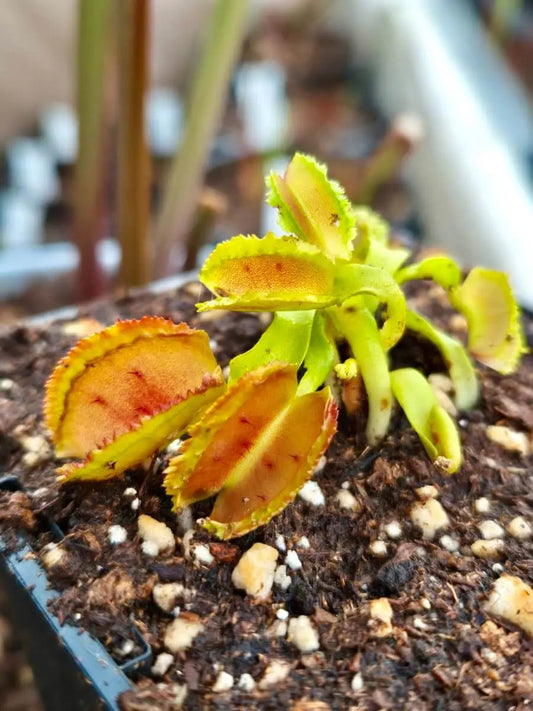 Plante carnivore Dionaea muscipula "Freaky Star" et ses pièges