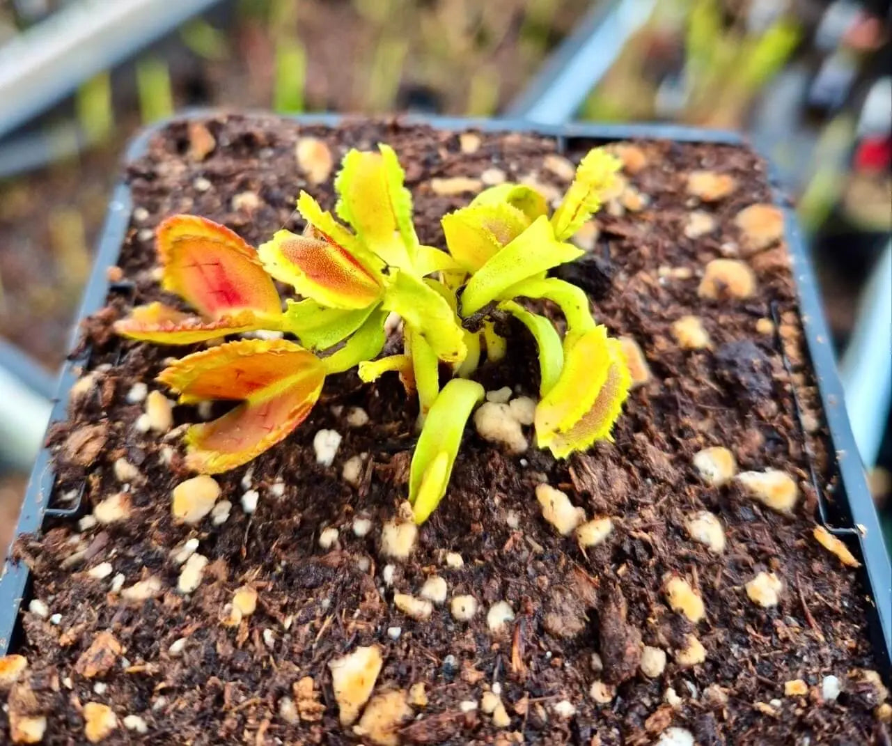 Plante carnivore Dionaea muscipula "Freaky Star" à la pépinière Carnivore de Sologne