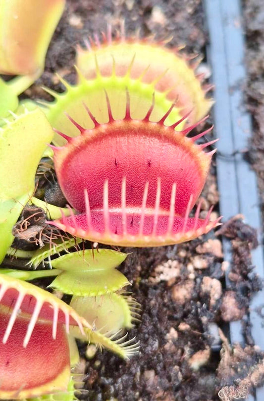 Plante carnivore Dionaea muscipula "GJ Equobia" et ses pièges