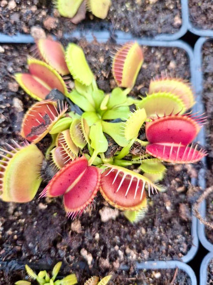 Plante carnivore Dionaea muscipula "GJ Equobia" à la pépinière Carnivore de Sologne