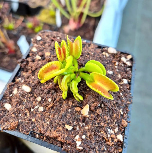 Plante carnivore Dionaea muscipula "GJ Giant Cudo" et ses pièges
