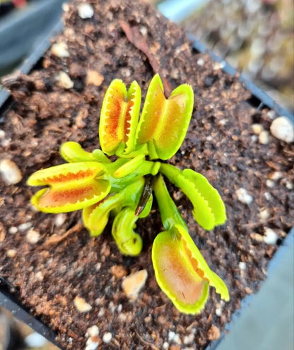 Plante carnivore Dionaea muscipula "GJ Giant Cudo" à la pépinière Carnivore de Sologne