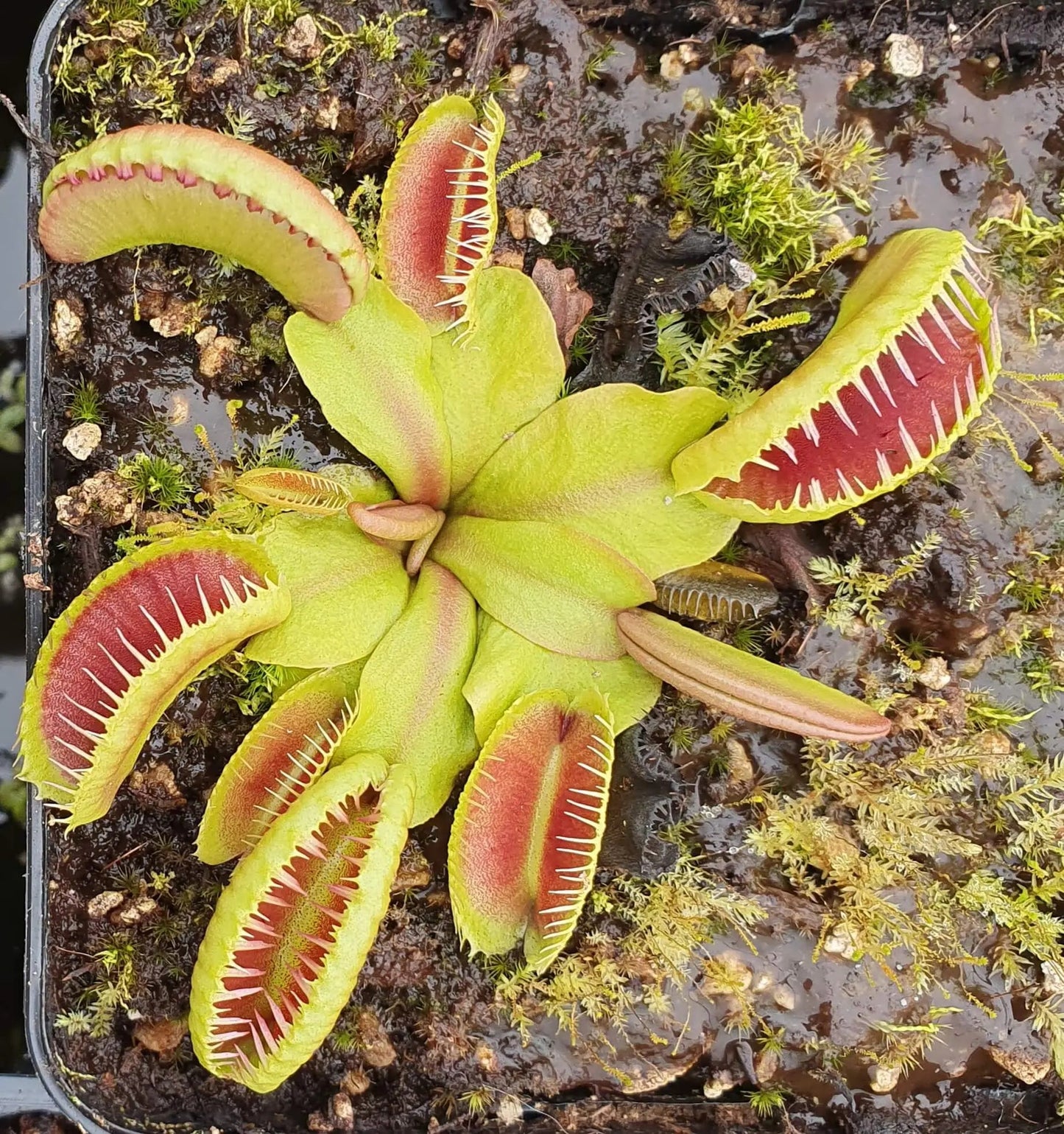 Plante carnivore Dionaea muscipula "GJ Hellcat" pièges longs dents incurvées