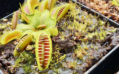 Plante carnivore Dionaea muscipula "GJ Hellcat" dans son pot