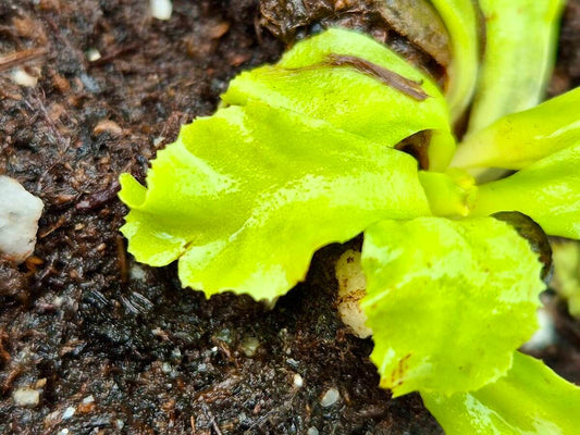 Dionaea muscipula "GJ Rose"