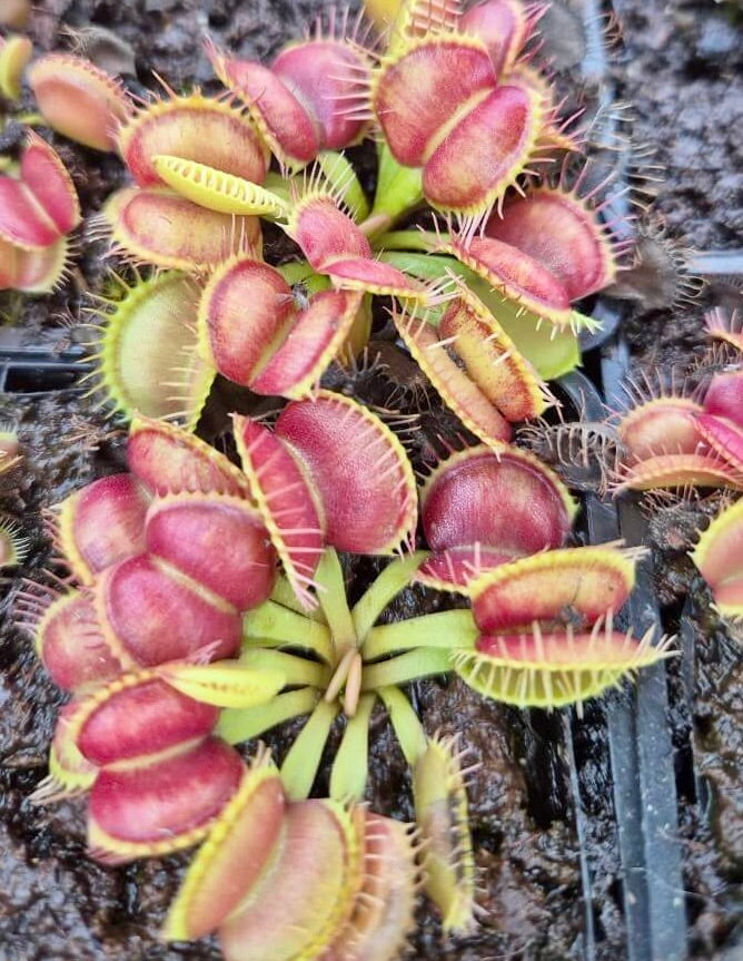 Dionaea muscipula "Galaxy"