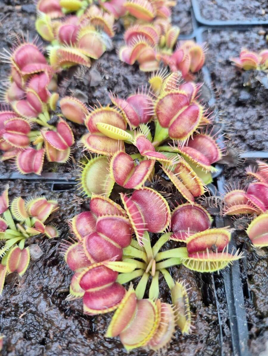 Plante carnivore Dionaea muscipula "Galaxy" dans son pot