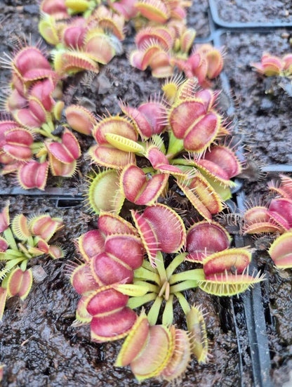 Plante carnivore Dionaea muscipula "Galaxy" dans son pot