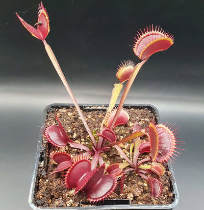 Plante carnivore Dionaea muscipula "Gold Strike" et ses pièges