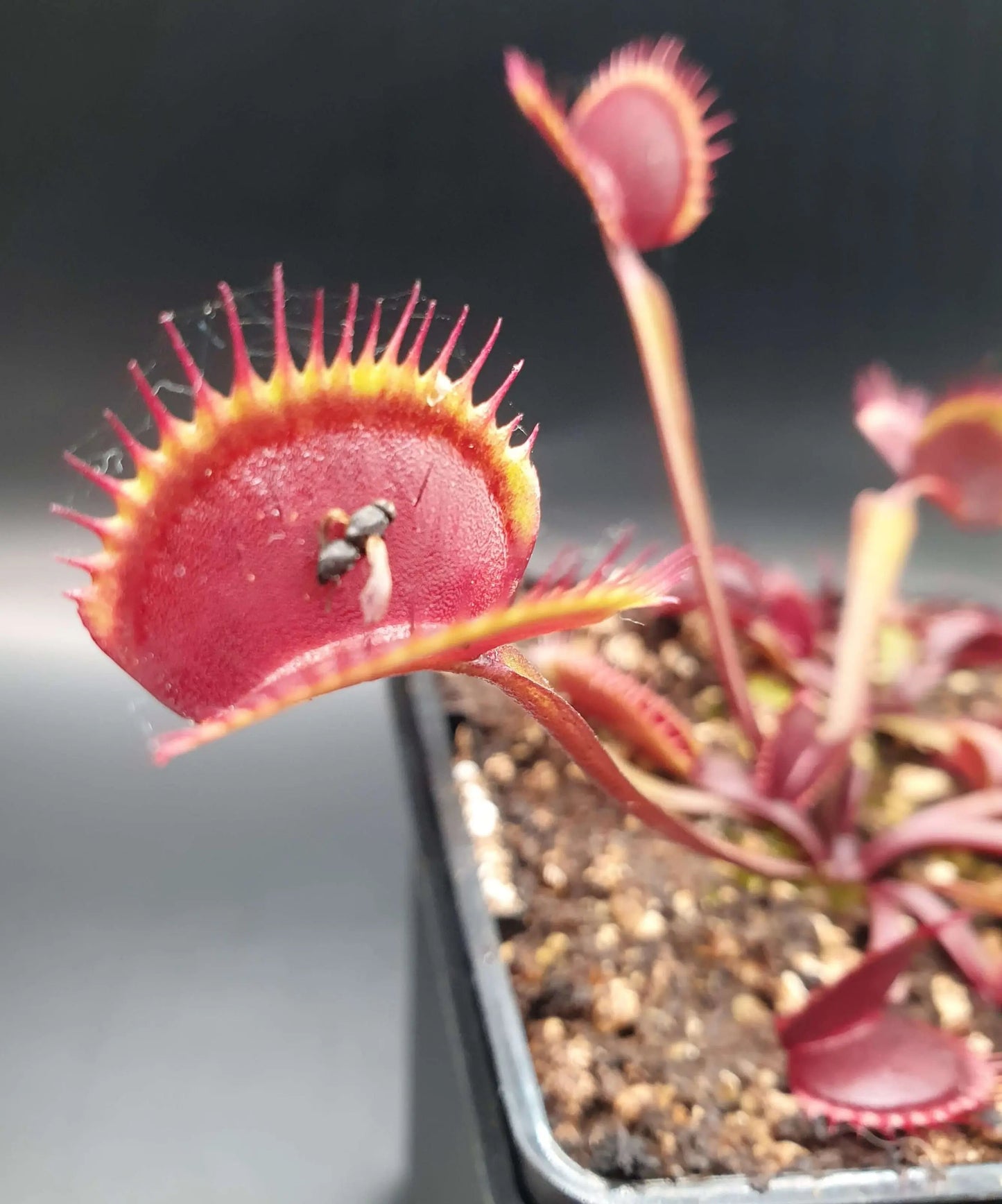 Plante carnivore Dionaea muscipula "Gold Strike" dans son pot