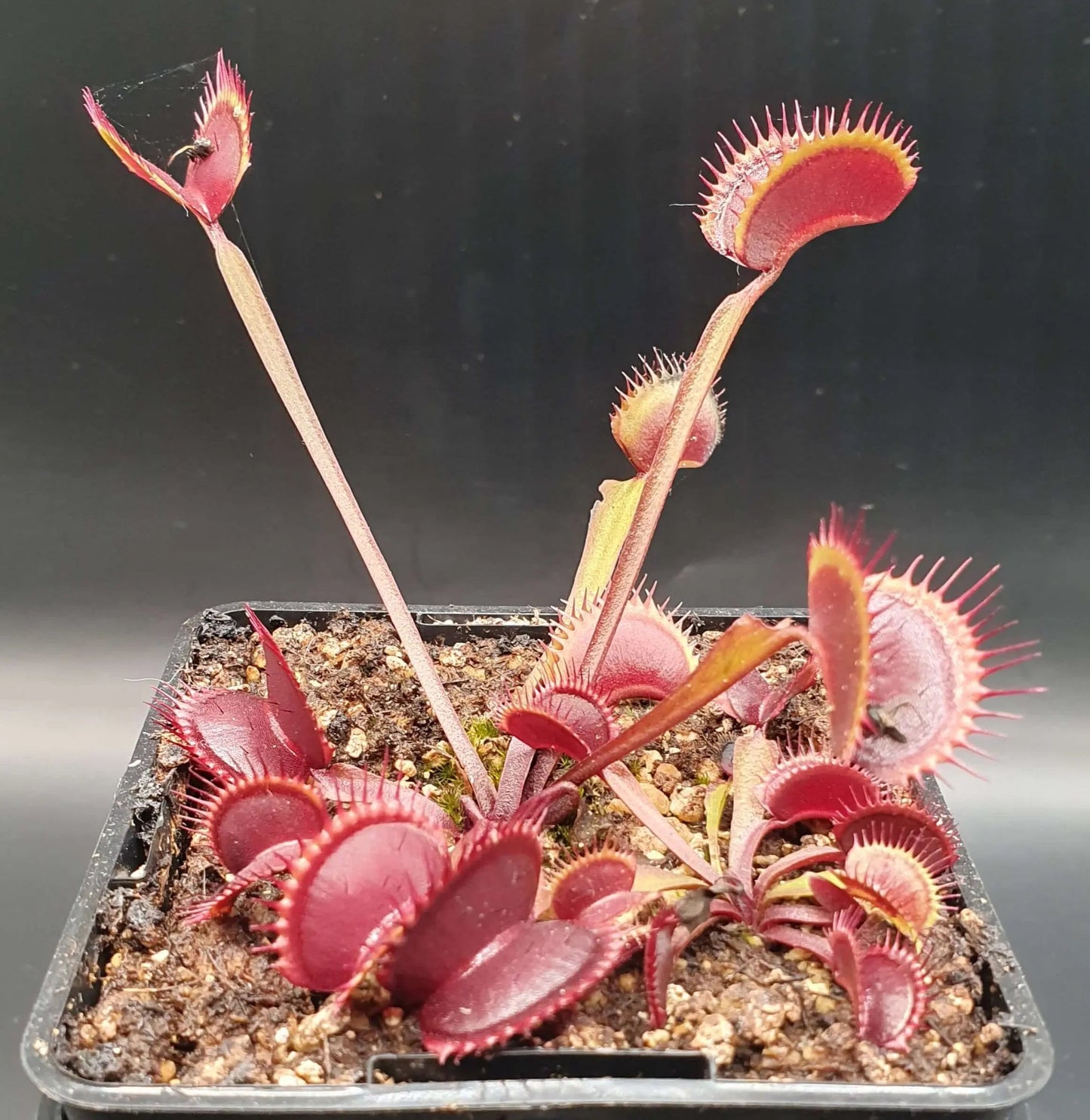 Plante carnivore Dionaea muscipula "Gold Strike" à la pépinière Carnivore de Sologne