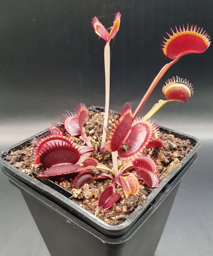 Plante carnivore Dionaea muscipula "Gold Strike" gros plan sur les pièges