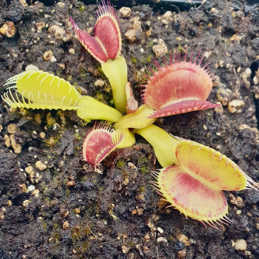 Plante carnivore Dionaea muscipula "Iris" et ses pièges