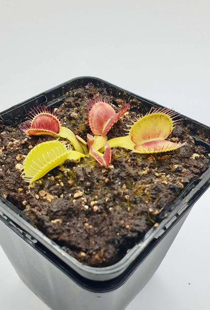 Plante carnivore Dionaea muscipula "Iris" dans son pot