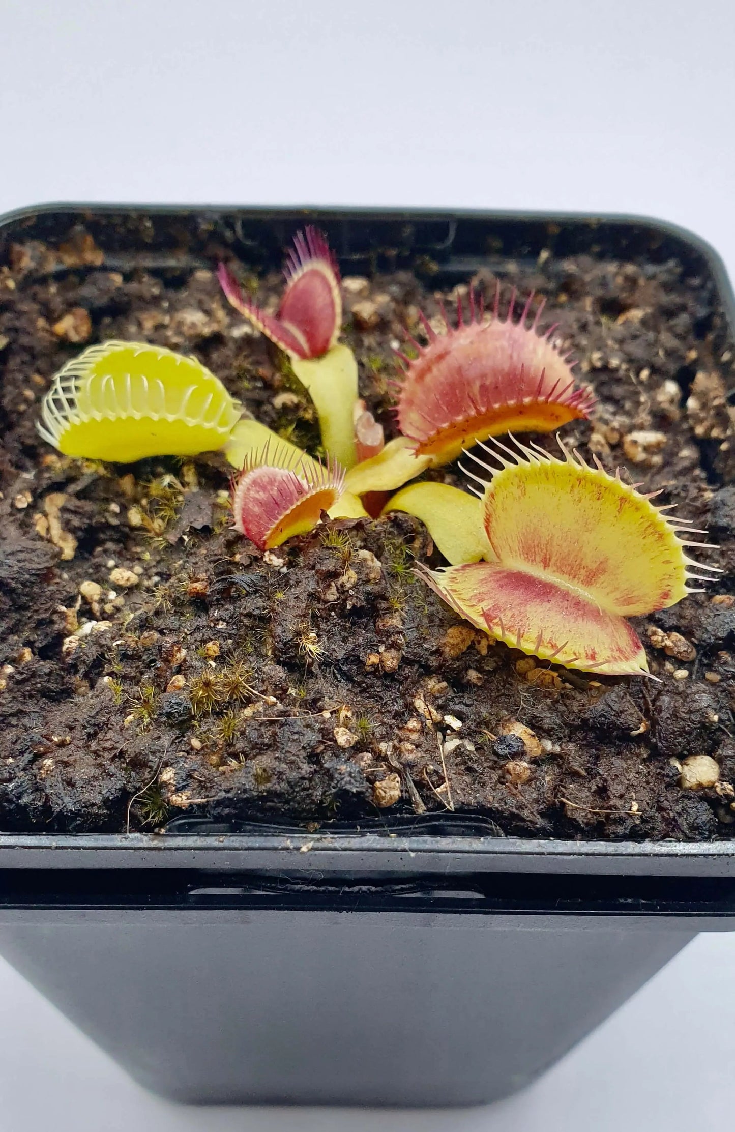 Plante carnivore Dionaea muscipula "Iris" à la pépinière Carnivore de Sologne