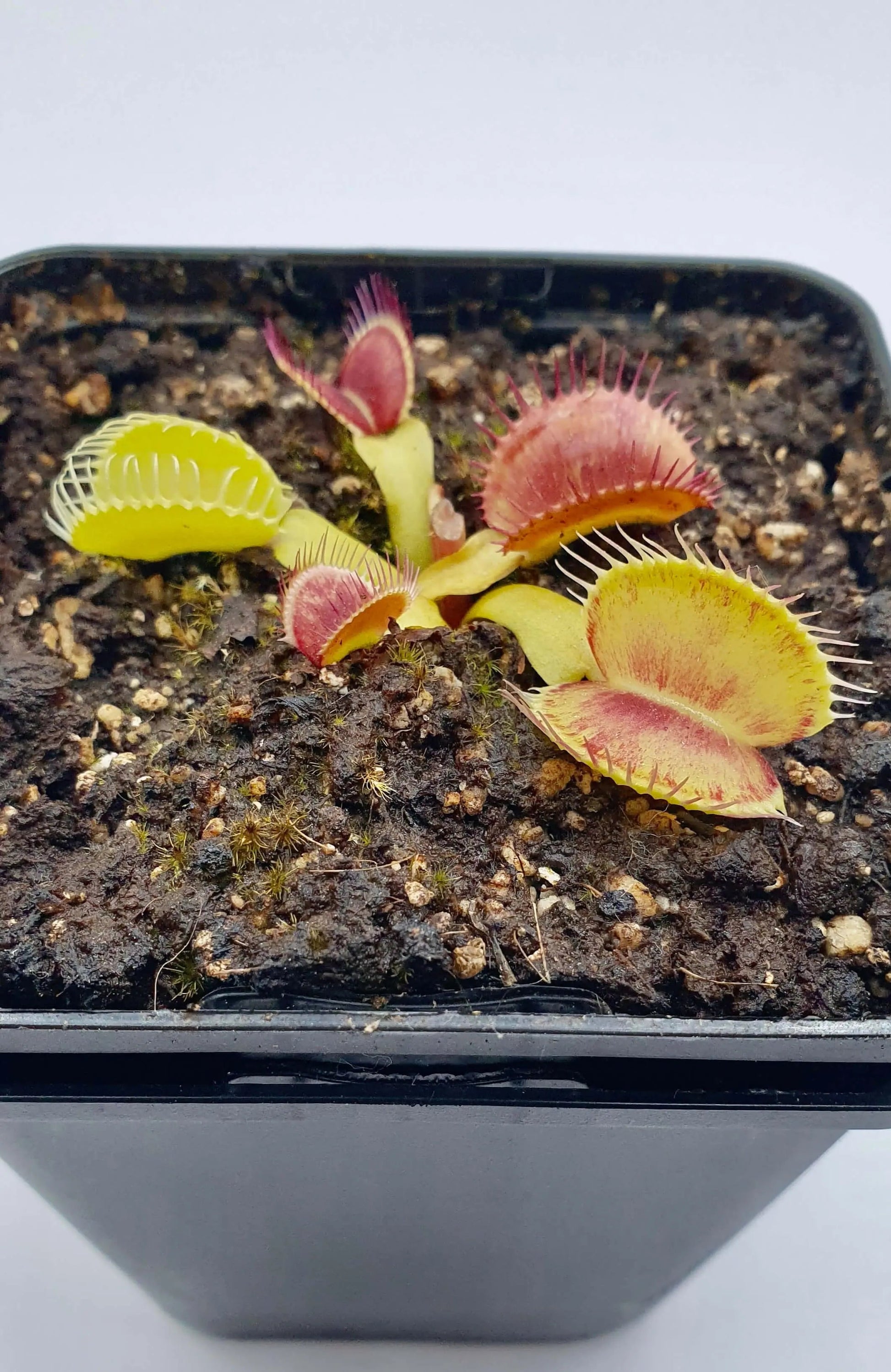 Plante carnivore Dionaea muscipula "Iris" à la pépinière Carnivore de Sologne