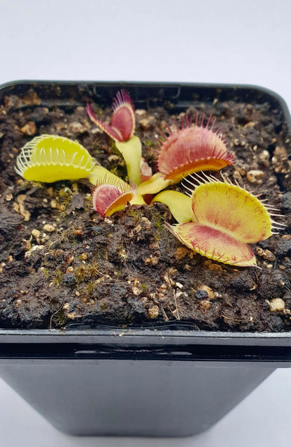 Plante carnivore Dionaea muscipula "Iris" à la pépinière Carnivore de Sologne
