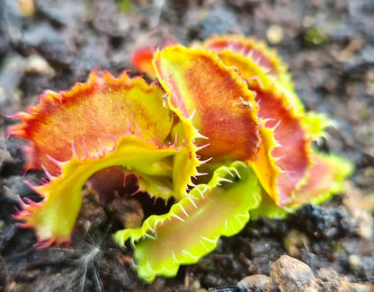 Plante carnivore Dionaea muscipula "Kim Il-Sung" et ses pièges