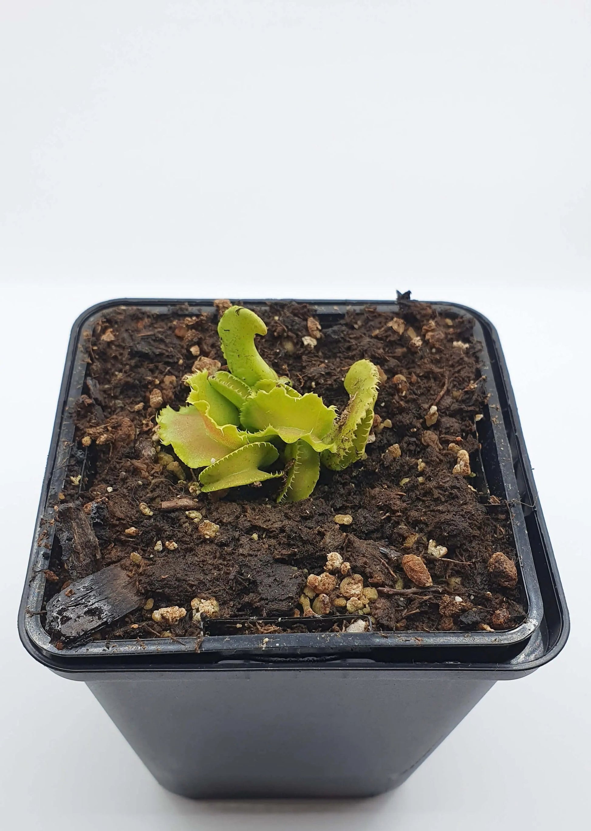 Plante carnivore Dionaea muscipula "Kim Il-Sung" dans son pot