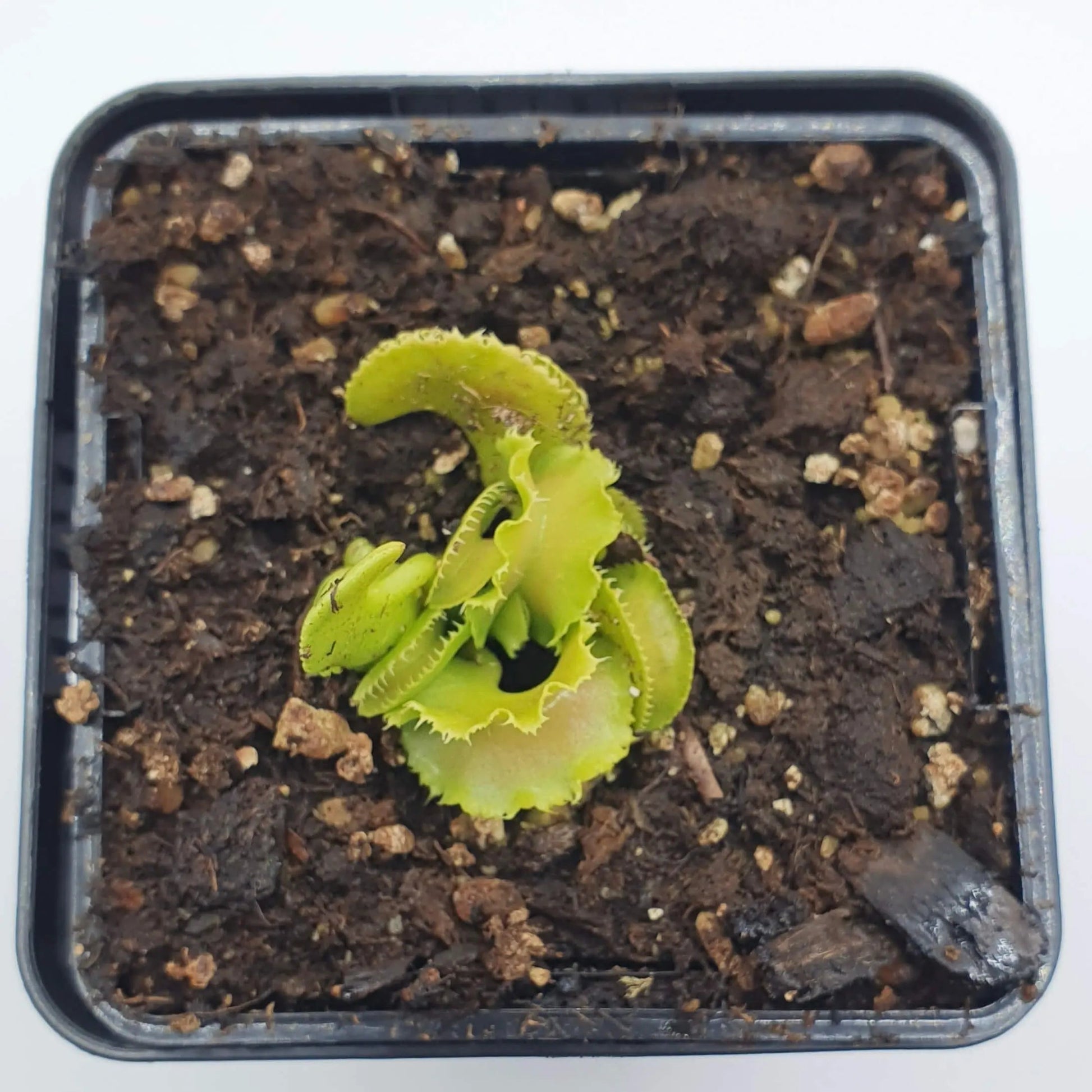 Plante carnivore Dionaea muscipula "Kim Il-Sung" à la pépinière Carnivore de Sologne