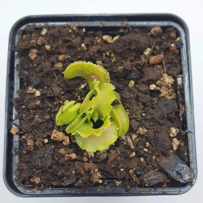 Plante carnivore Dionaea muscipula "Kim Il-Sung" à la pépinière Carnivore de Sologne