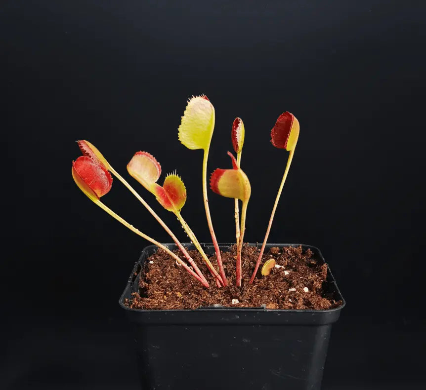 Plante carnivore Dionaea muscipula "Korean Melody Shark" pièges fins en forme de mâchoire