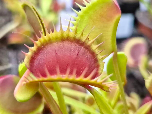 Dionaea muscipula "La Grosse à Guigui"