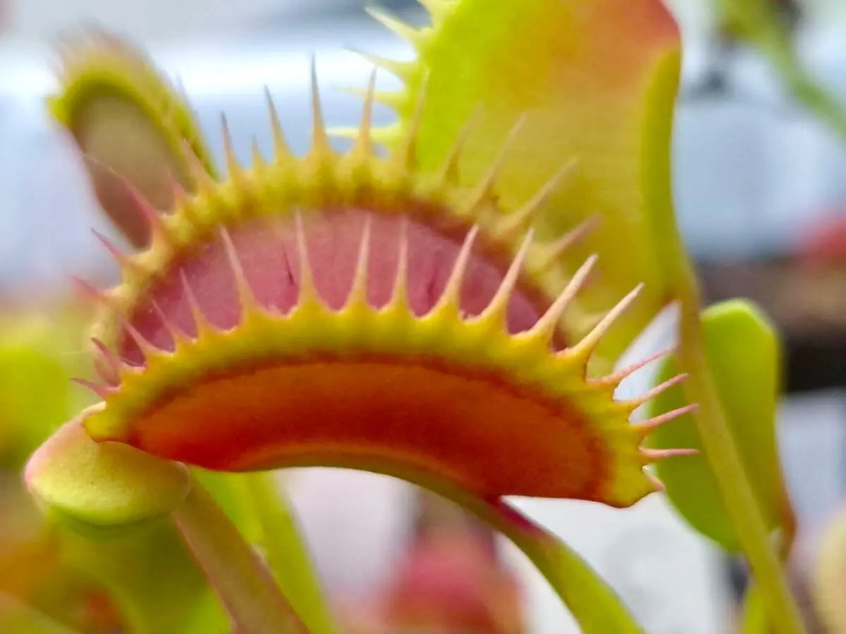 Plante carnivore Dionaea muscipula "La Grosse à Guigui" dans son pot
