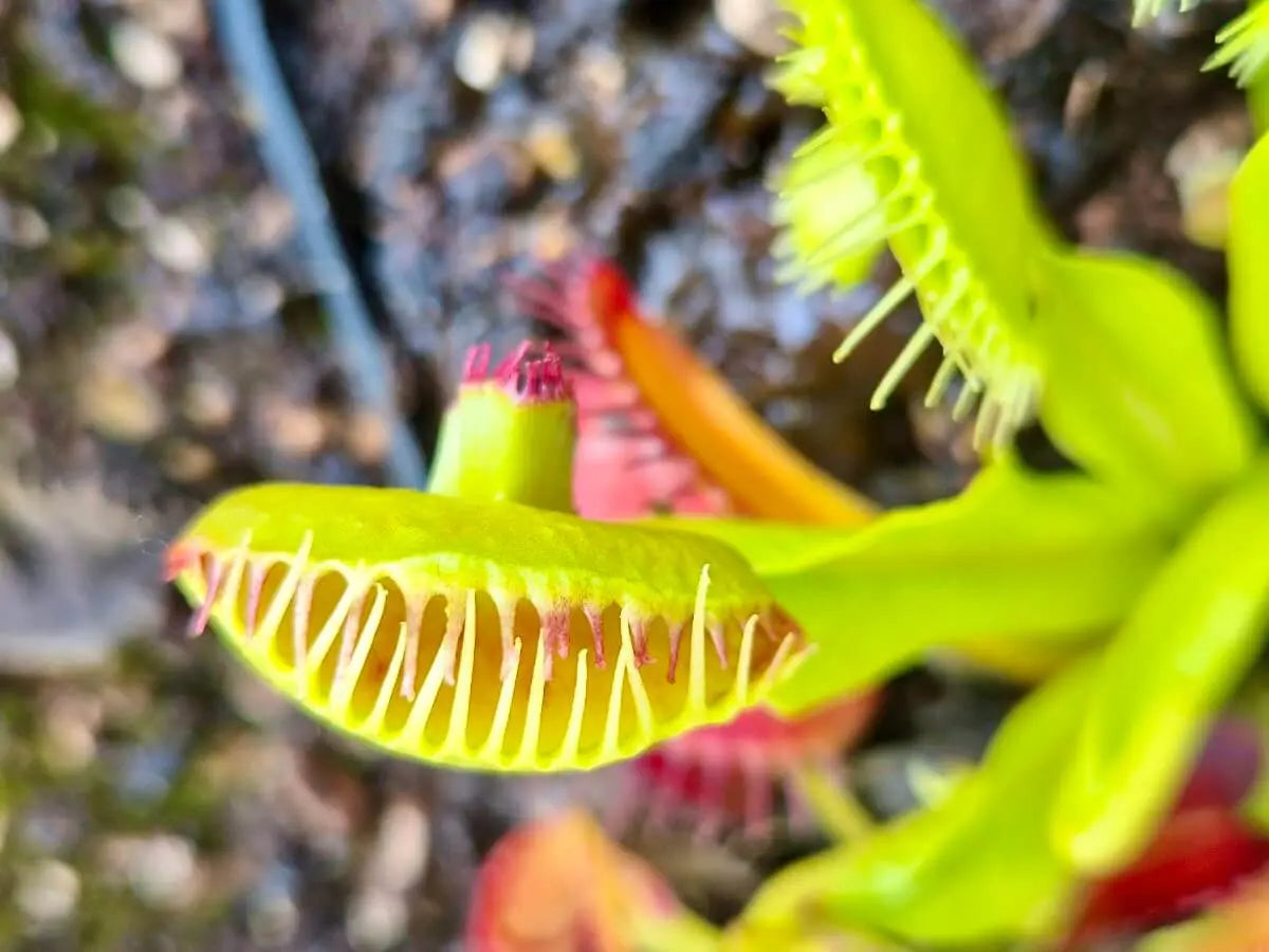 Dionaea muscipula 'Master of Disaster'