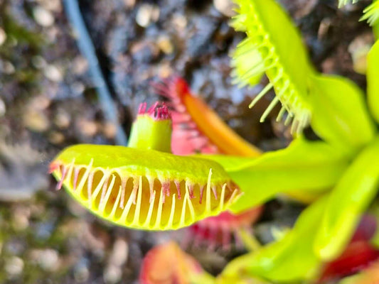 Dionaea muscipula 'Master of Disaster'