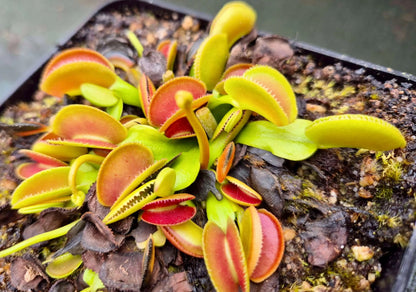 Plante carnivore Dionaea muscipula "Microdent" dans son pot