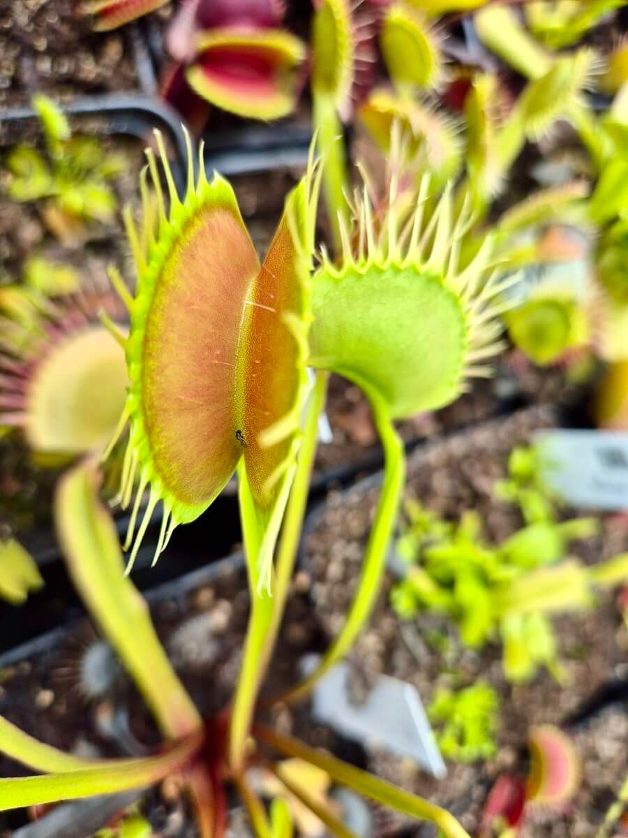 Dionaea muscipula 'Miss Pimbeche'