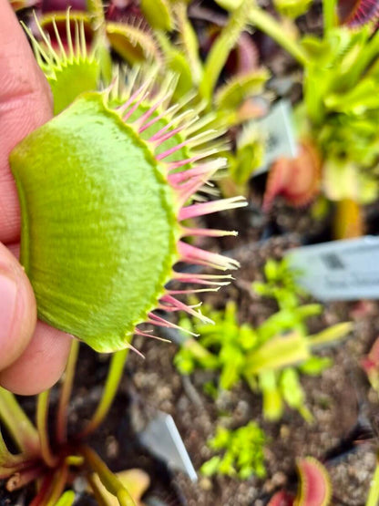 Dionaea muscipula 'Miss Pimbeche'