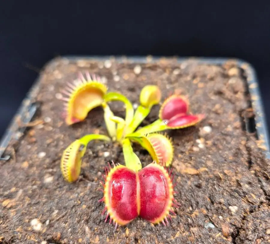 Plante carnivore Dionaea muscipula "Moon Trap" pièges ronds déformés