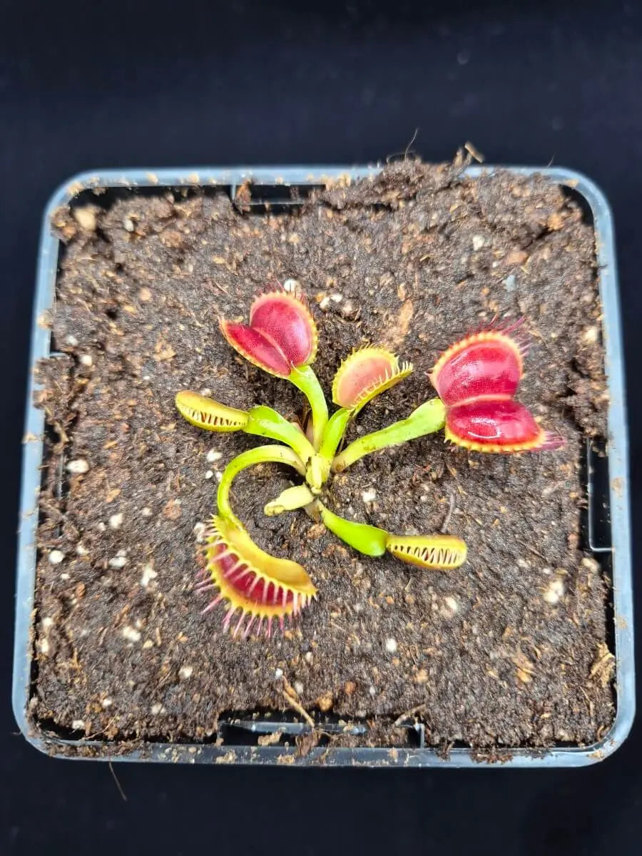 Plante carnivore Dionaea muscipula "Moon Trap" dans son pot