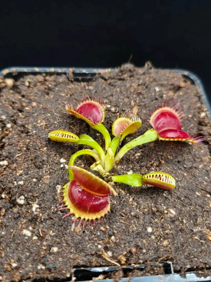 Plante carnivore Dionaea muscipula "Moon Trap" à la pépinière Carnivore de Sologne