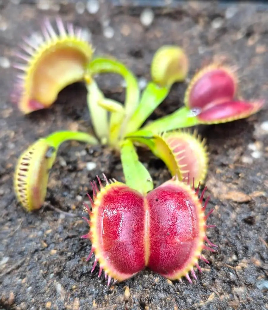 Plante carnivore Dionaea muscipula "Moon Trap" gros plan sur les pièges