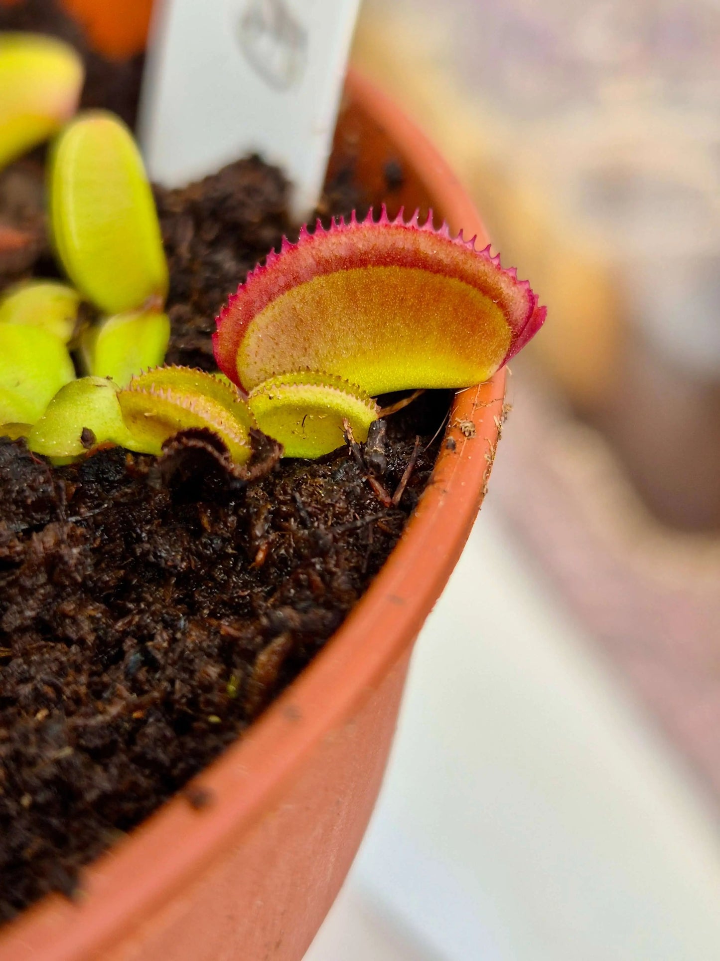 Plante carnivore Dionaea muscipula "Periscope" gros plan sur les pièges