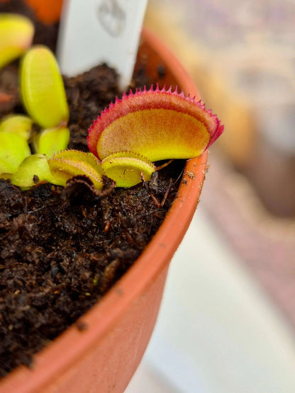 Plante carnivore Dionaea muscipula "Periscope" gros plan sur les pièges