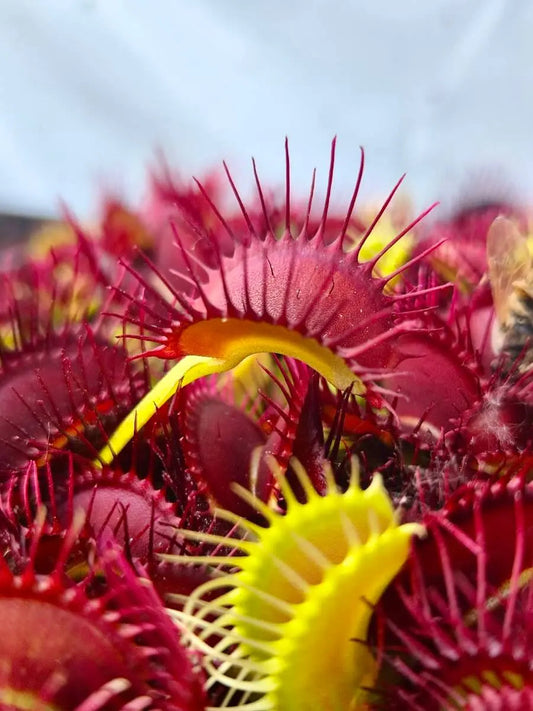 Plante carnivore Dionaea muscipula "Phalanx" longs cils comme des lances