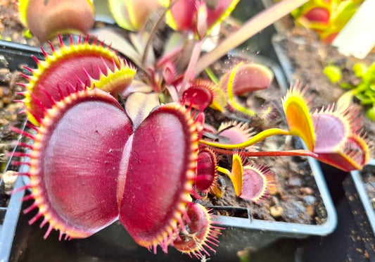 Dionaea muscipula 'Pink Venus'