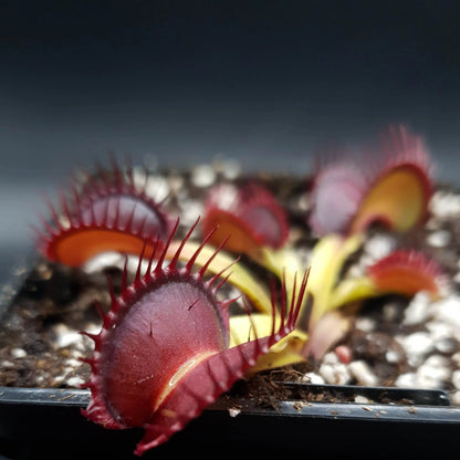 Plante carnivore Dionaea muscipula "Quasar" pièges rouge foncé contours noirs