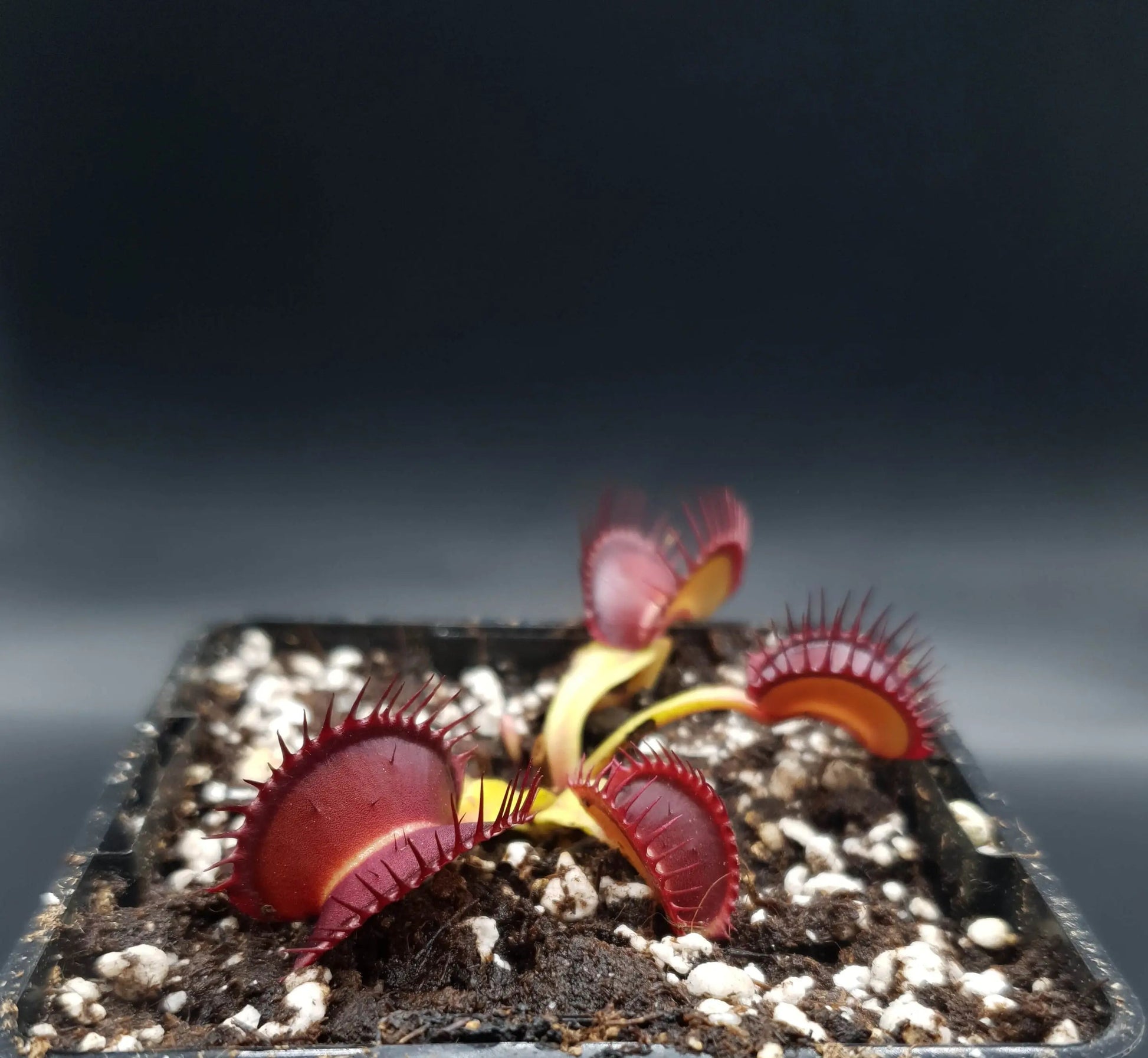 Plante carnivore Dionaea muscipula "Quasar" dans son pot