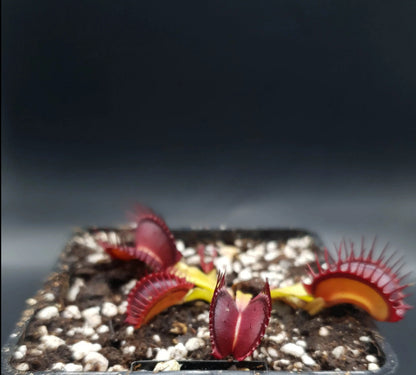 Plante carnivore Dionaea muscipula "Quasar" à la pépinière Carnivore de Sologne