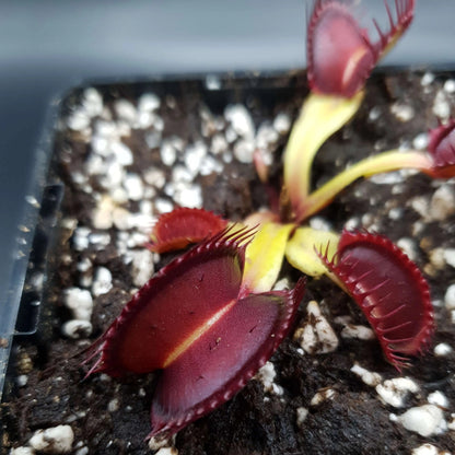 Plante carnivore Dionaea muscipula "Quasar" gros plan sur les pièges