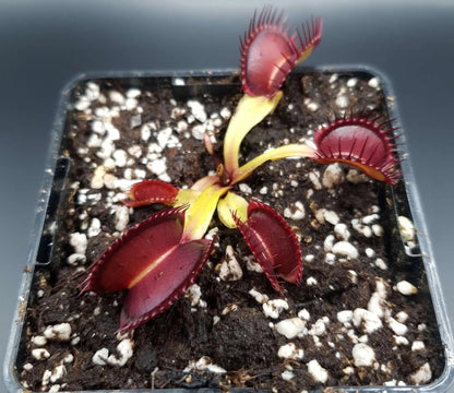 Plante carnivore Dionaea muscipula "Quasar" avec ses belles couleurs à la serre