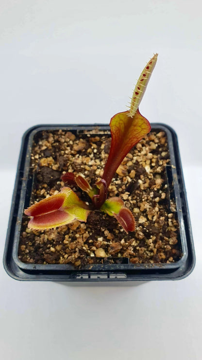 Plante carnivore Dionaea muscipula "Red Dentate" pièges rouges dents en scie